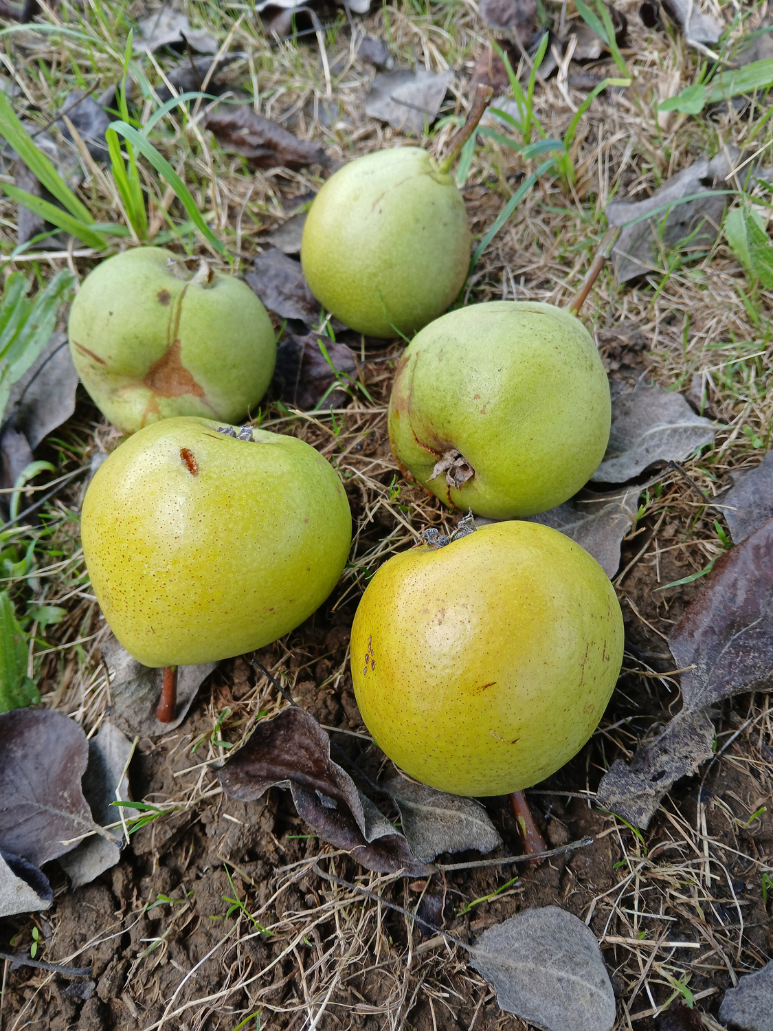 Pyrus communis 'Welsche Bratbirne' - Neuffen - Juni 2024