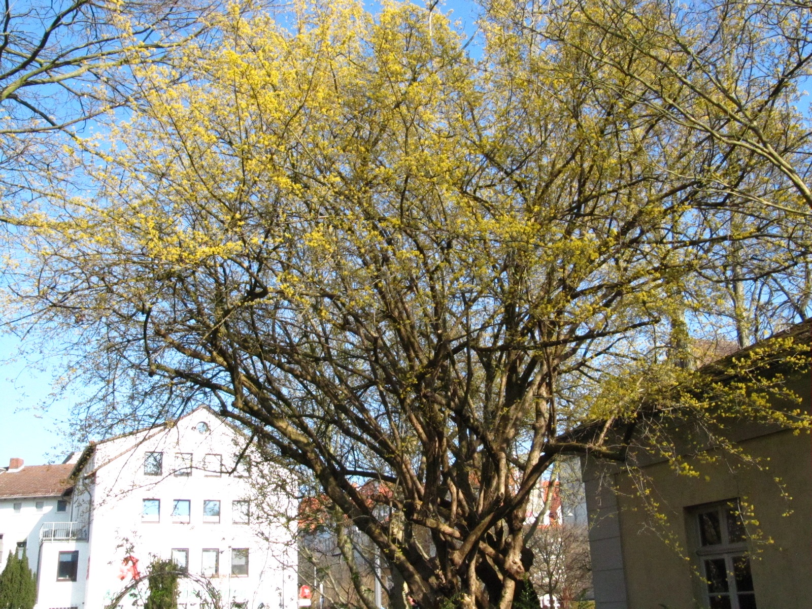 Cornus mas - Botanischer Garten Braunschweig - März 2025