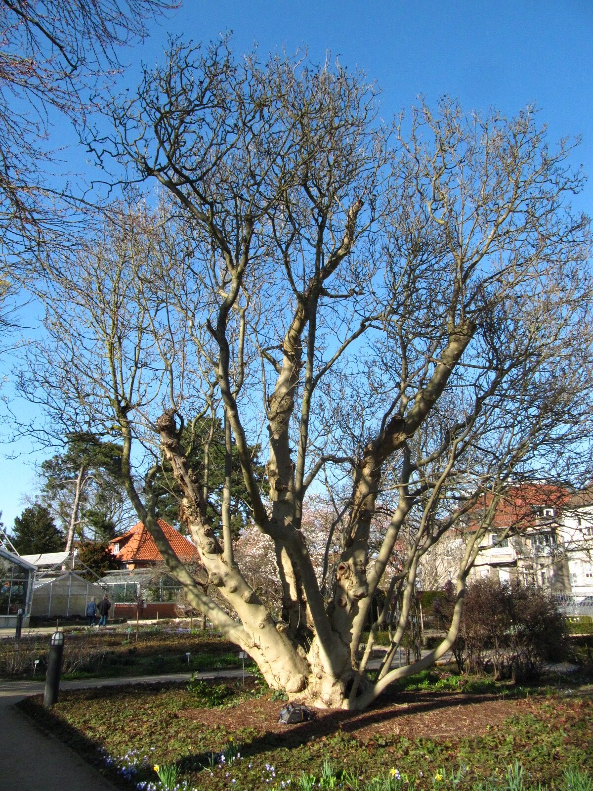 Fraxinus ornus - Botanischer Garten Braunschweig - März 2025