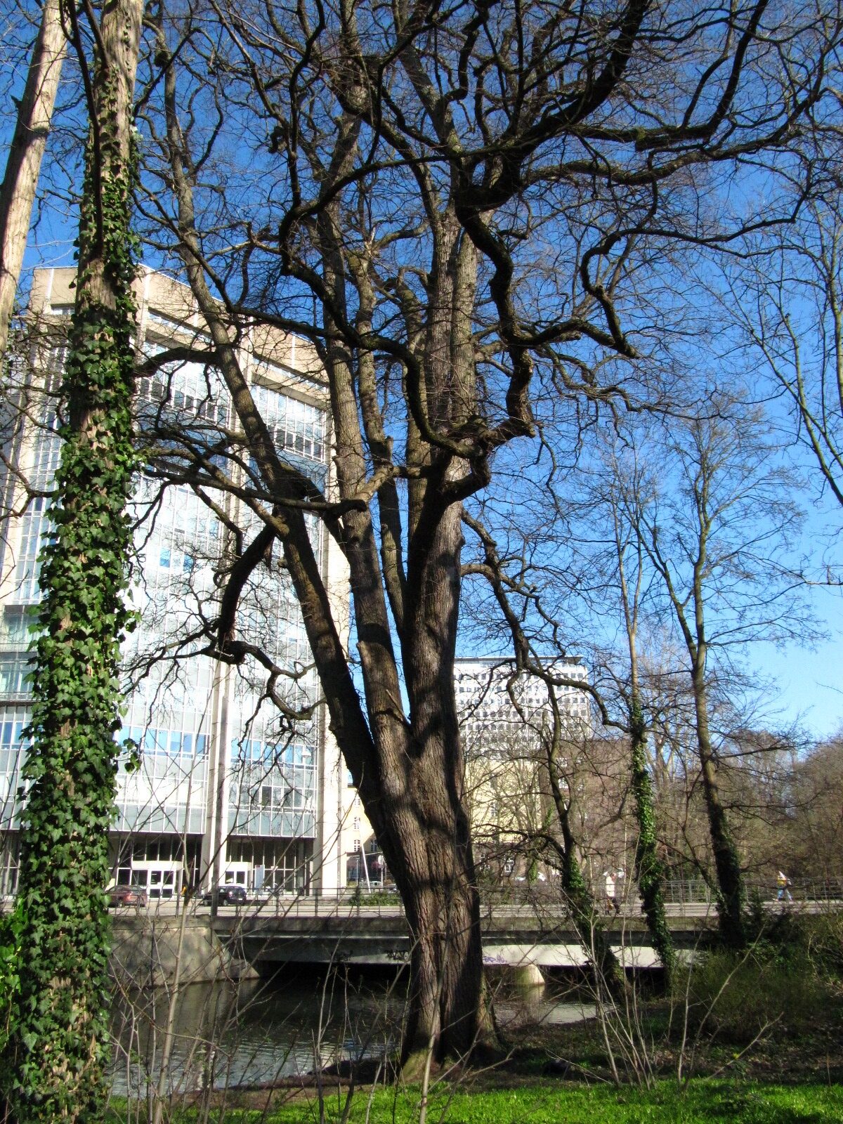 Ulmus laevis - Gaußbergpark Braunschweig - März 2025