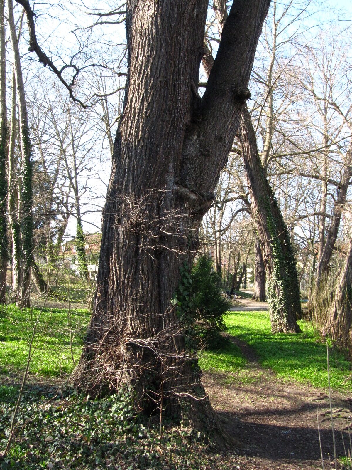 Ulmus laevis - Gaußbergpark Braunschweig - März 2025