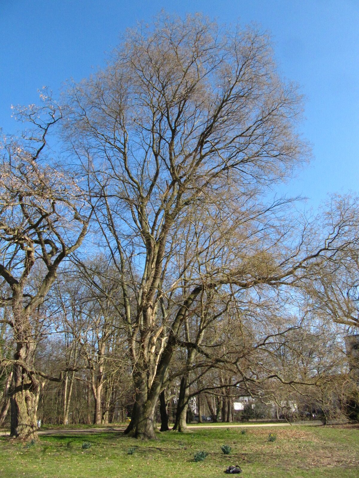 Styphnolobium japonicum - Inselwallpark Braunschweig - März 2025