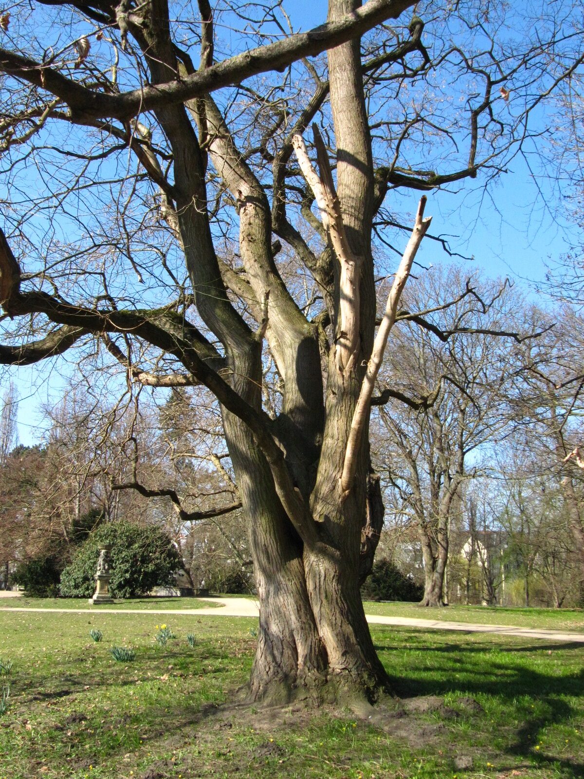 Styphnolobium japonicum - Inselwallpark Braunschweig - März 2025