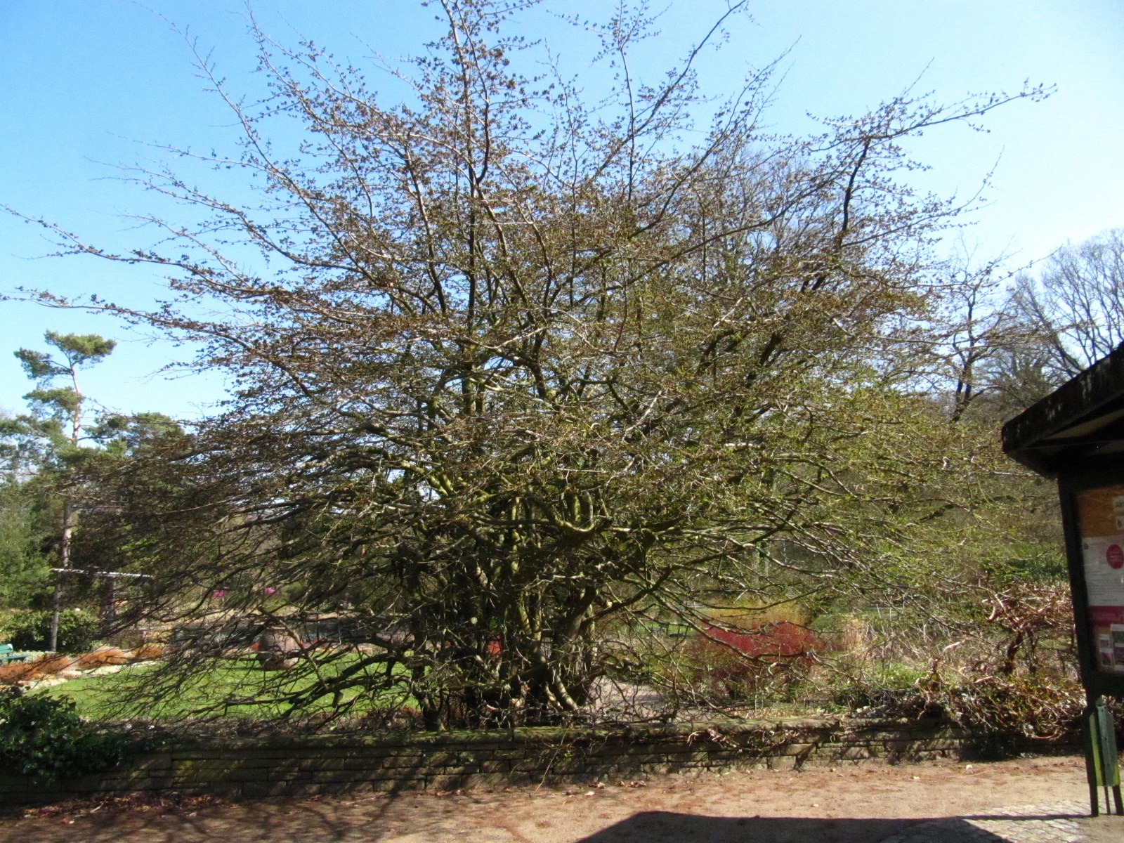 Parrotia persica - Bot. Garten Bremen - März 2025