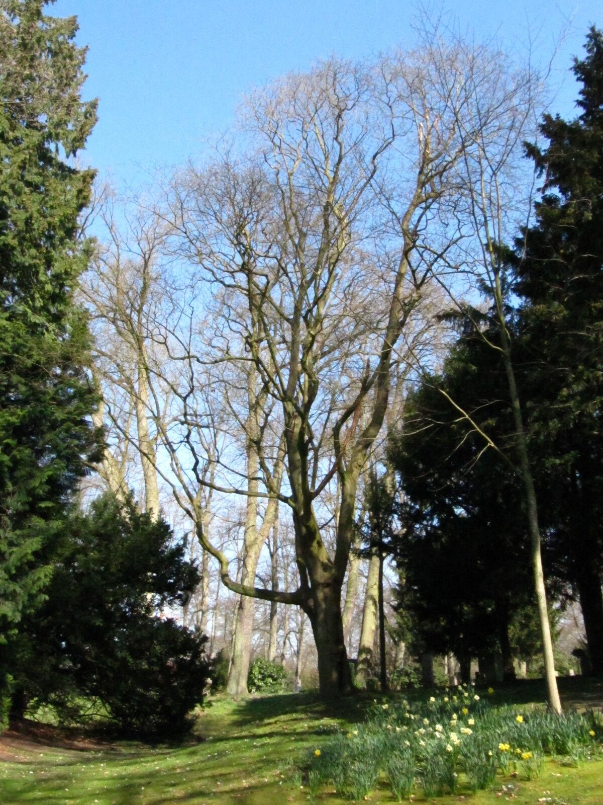 Acer cappadocium - Riensberger Friedhof Bremen - März 2025