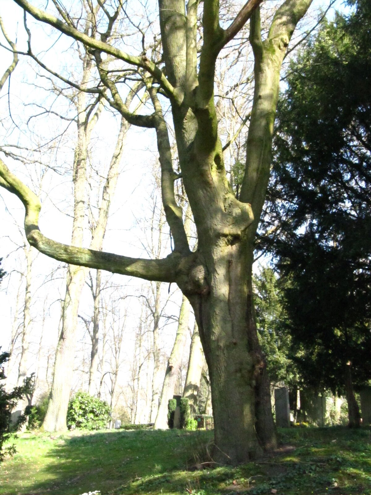 Acer cappadocium - Riensberger Friedhof Bremen - März 2025