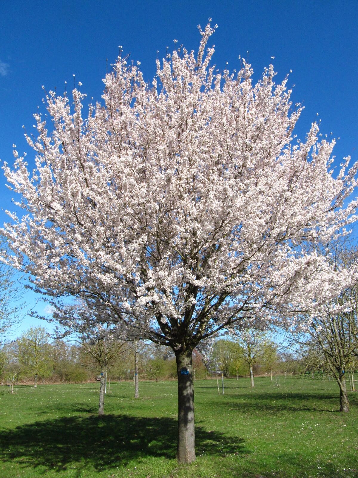 Prunus × subhirtella 'Pandora' in Abblüte - Arboretum Thedinghausen - April 2025