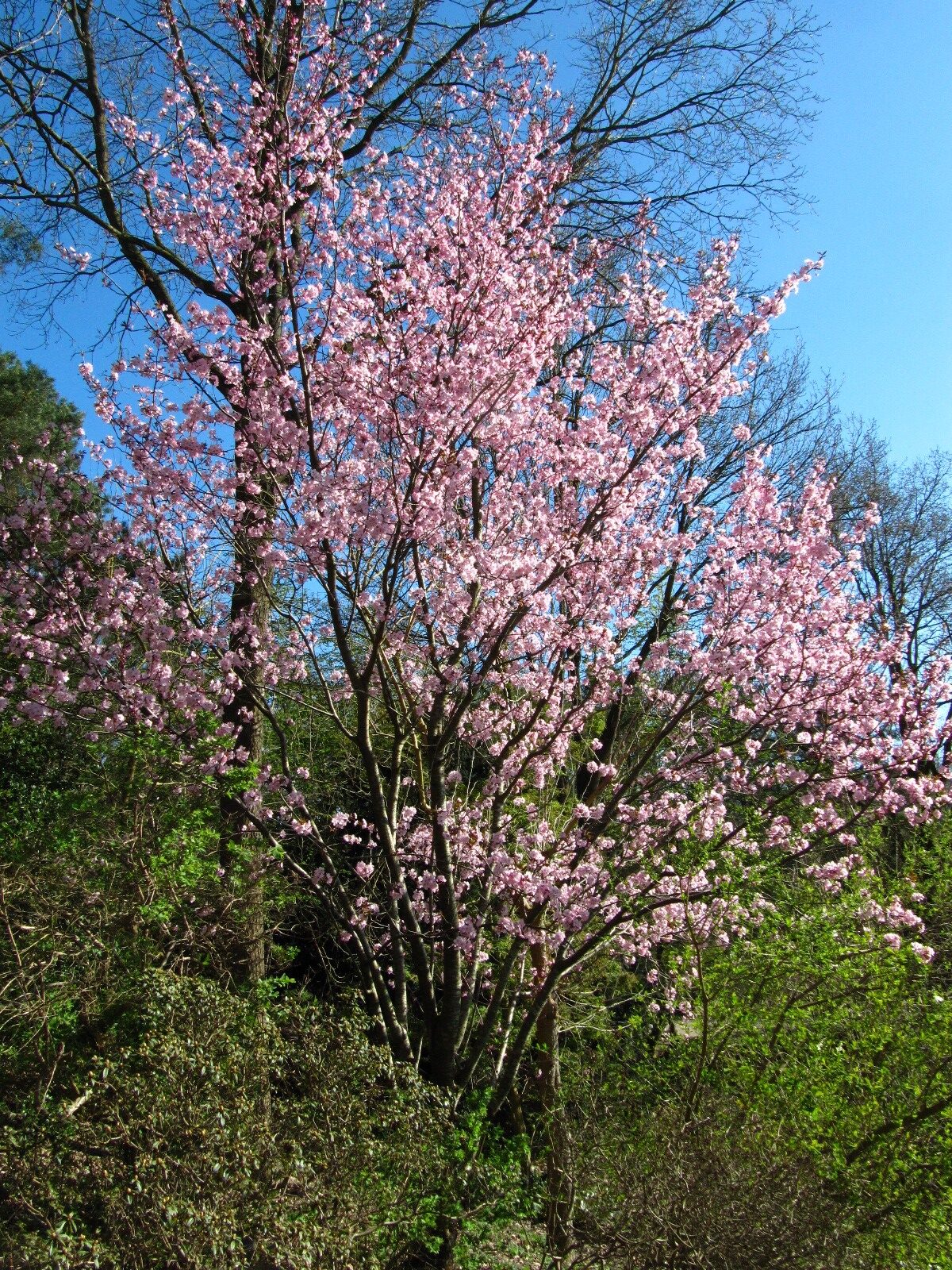 Prunus sargentii - Rhododendronpark Bremen - April 2025