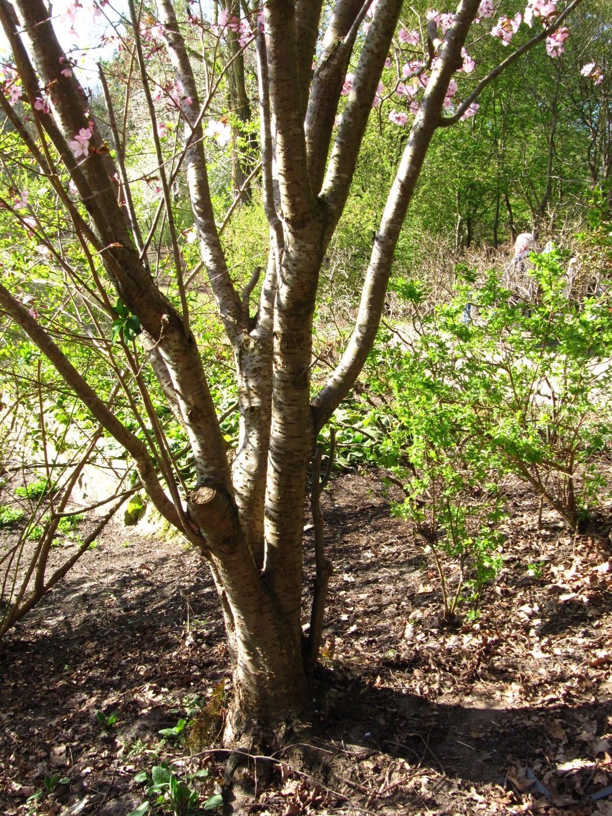 Prunus sargentii - Rhododendronpark Bremen - April 2025
