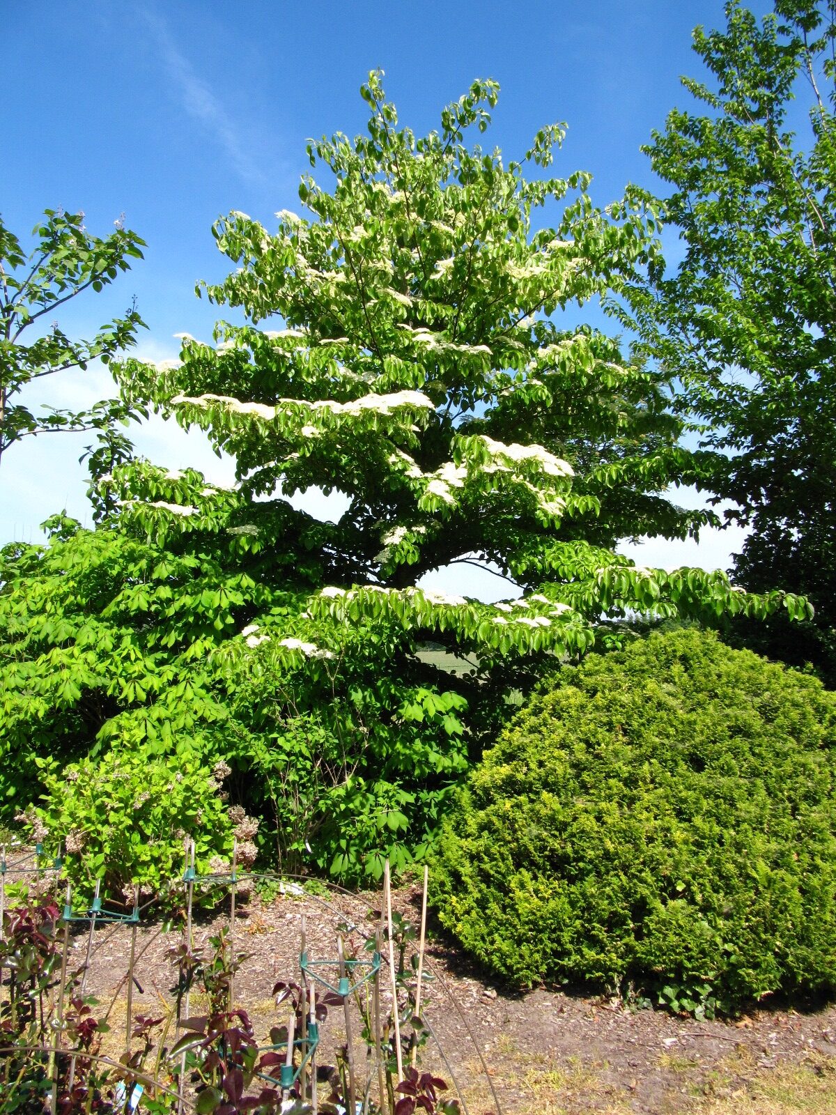 Cornus controversa - Syke-Wachendorf - Mai 2025