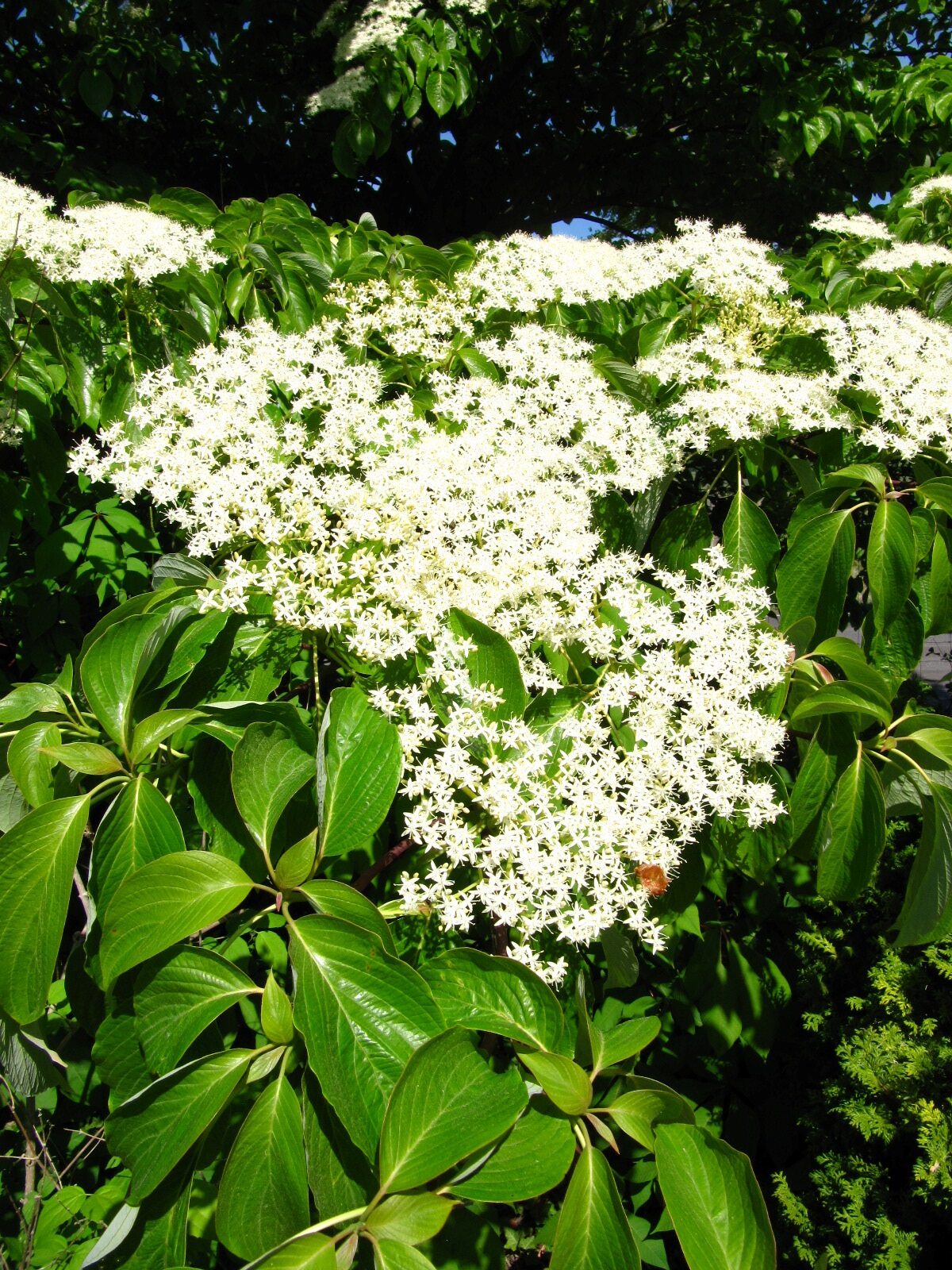 Cornus controversa - Syke-Wachendorf - Mai 2025