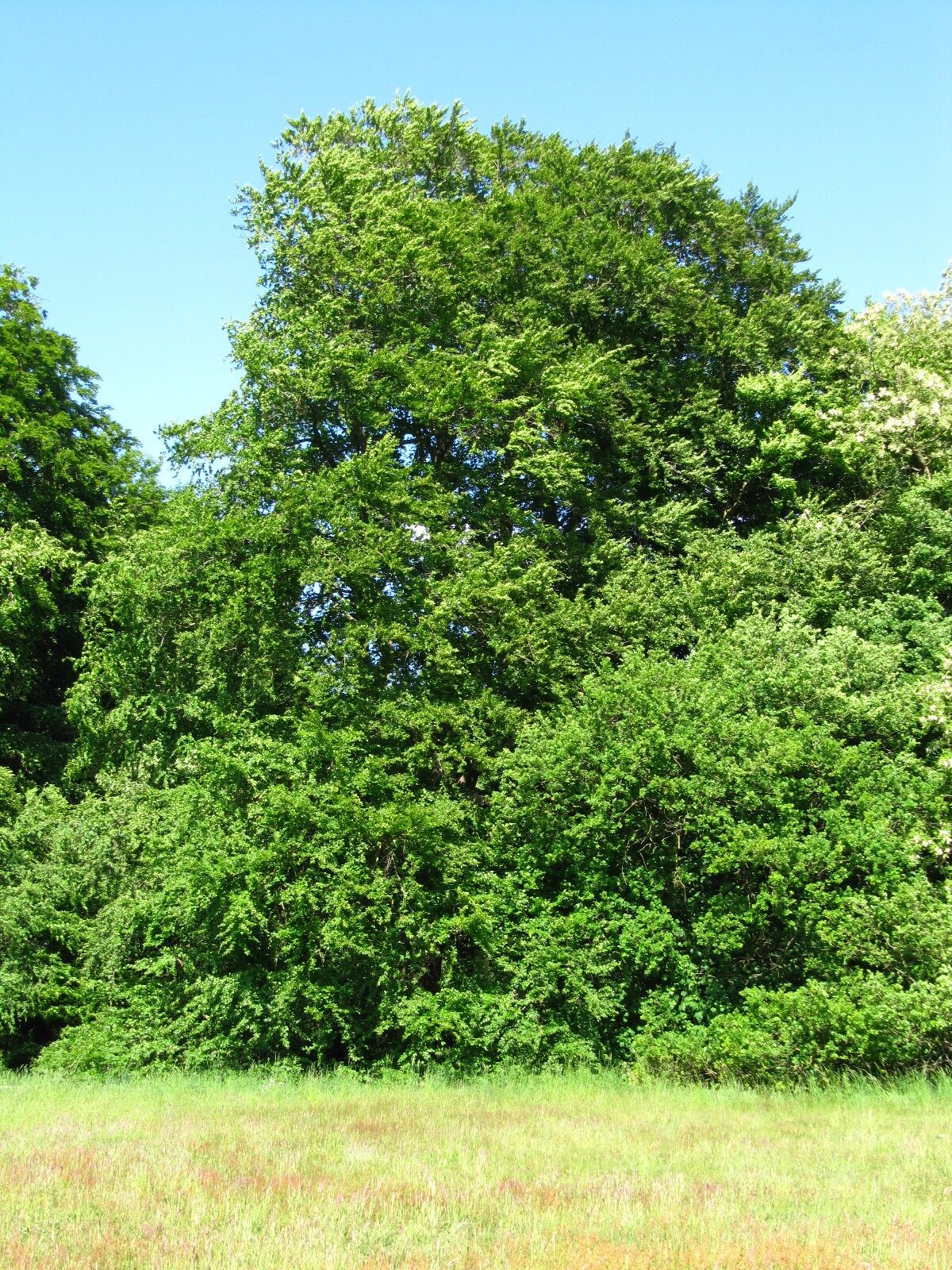 Fagus sylvatica - Bremen- Lesum - Mai 2025