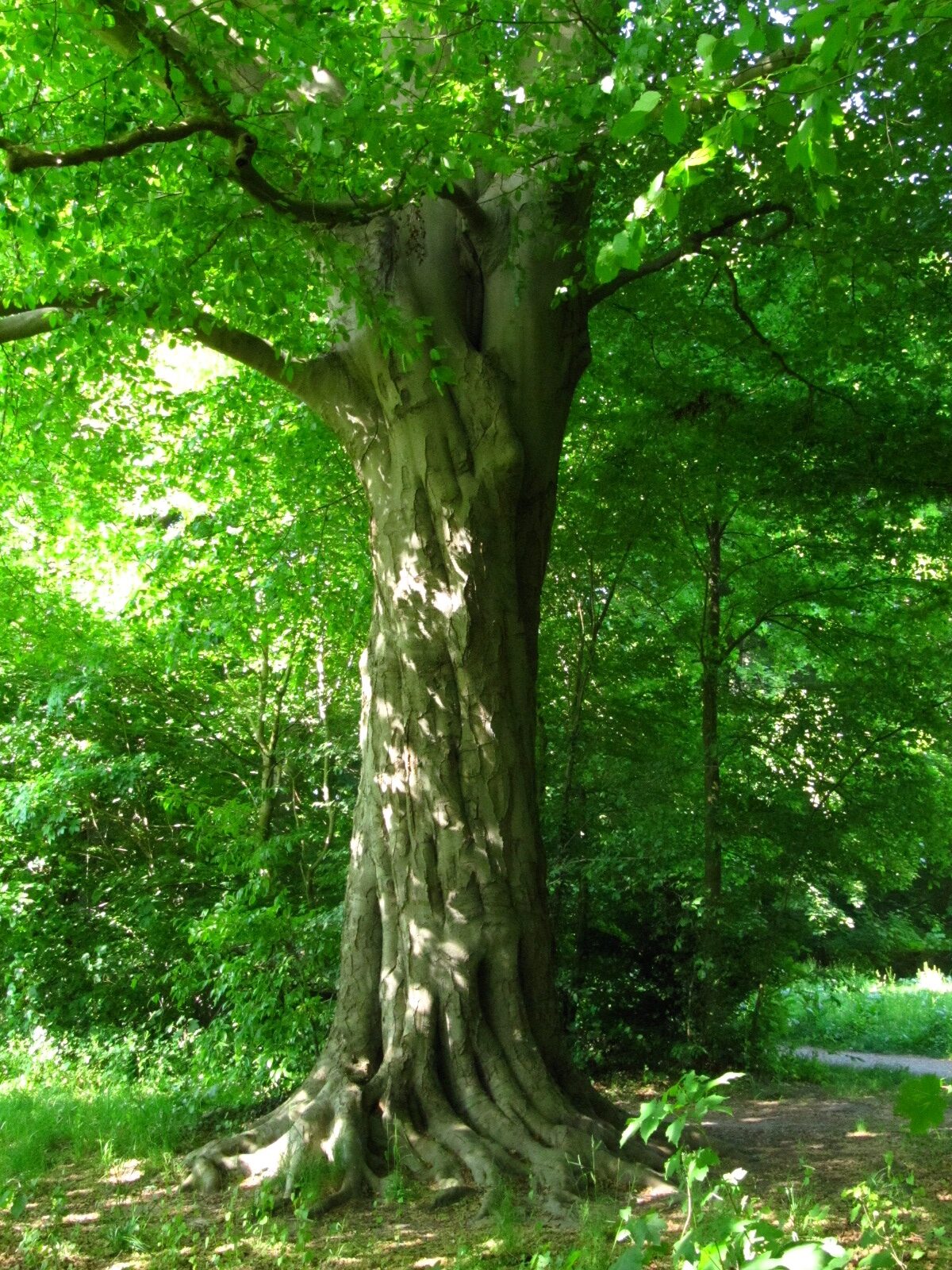 Fagus sylvatica - Bremen- Lesum - Mai 2025