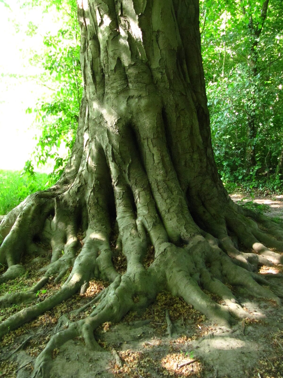 Fagus sylvatica - Bremen- Lesum - Mai 2025