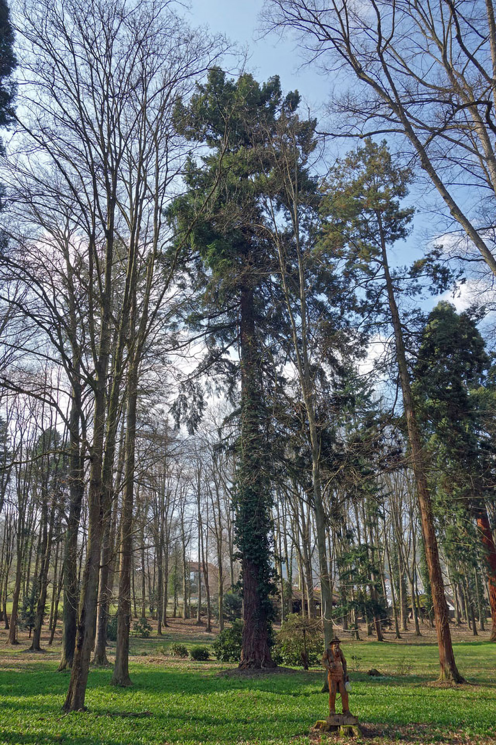 Pseudotsuga menziesii - Schlosspark Laudenbach - Mai 2013