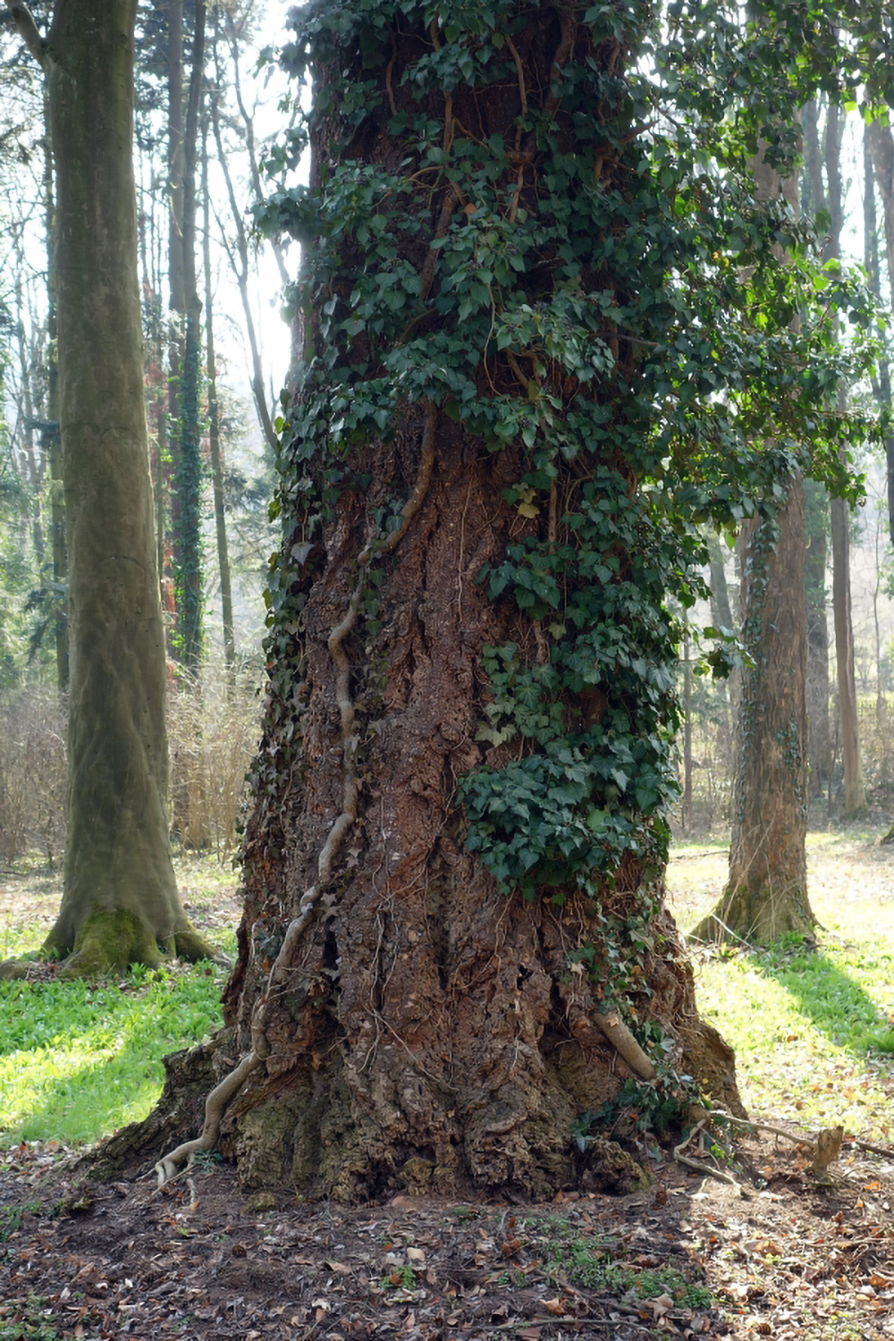Pseudotsuga menziesii - Schlosspark Laudenbach - April 2013