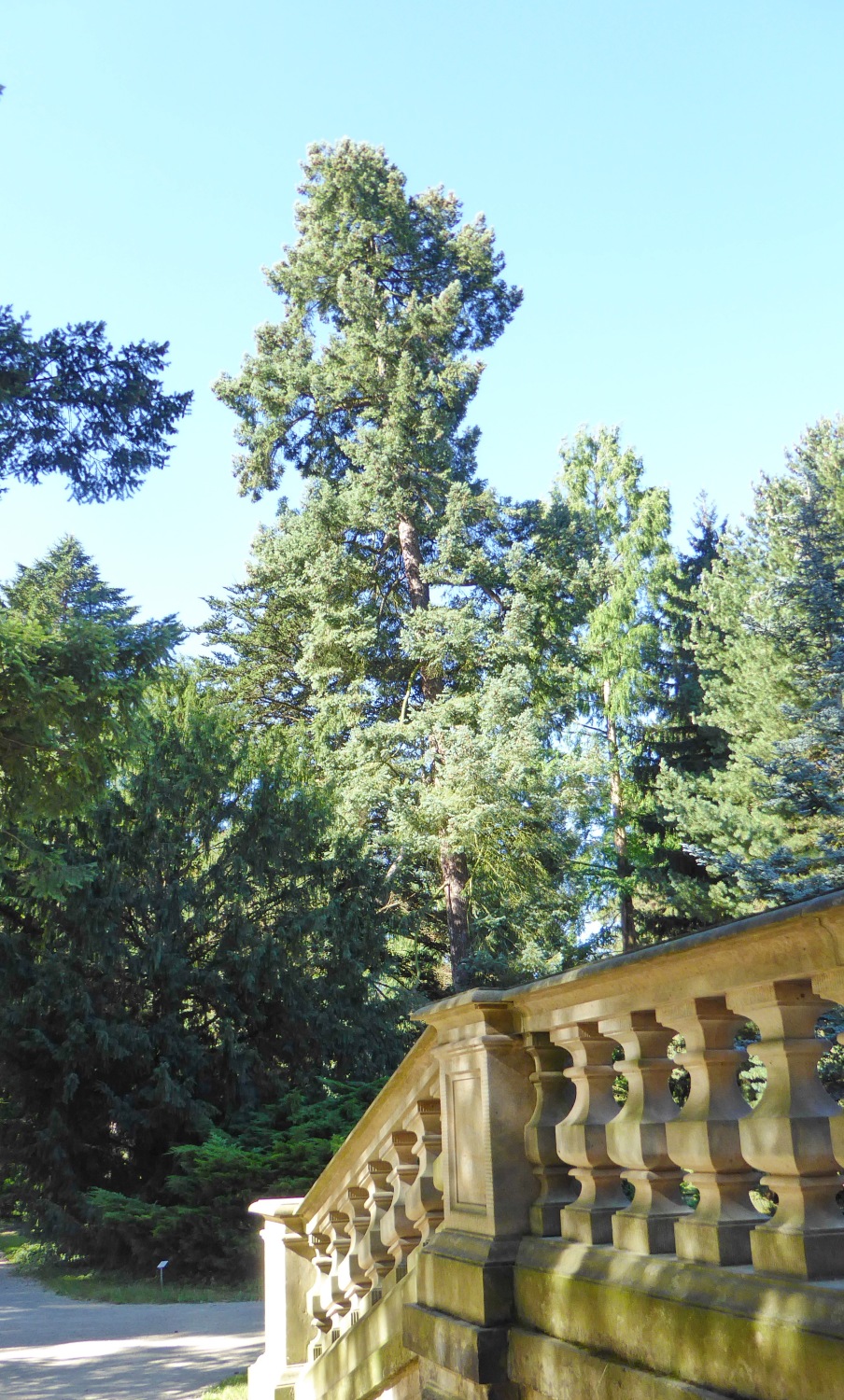 Pseudotsuga menziesii-var. caesia - Dresden-Pillnitz - August 2016