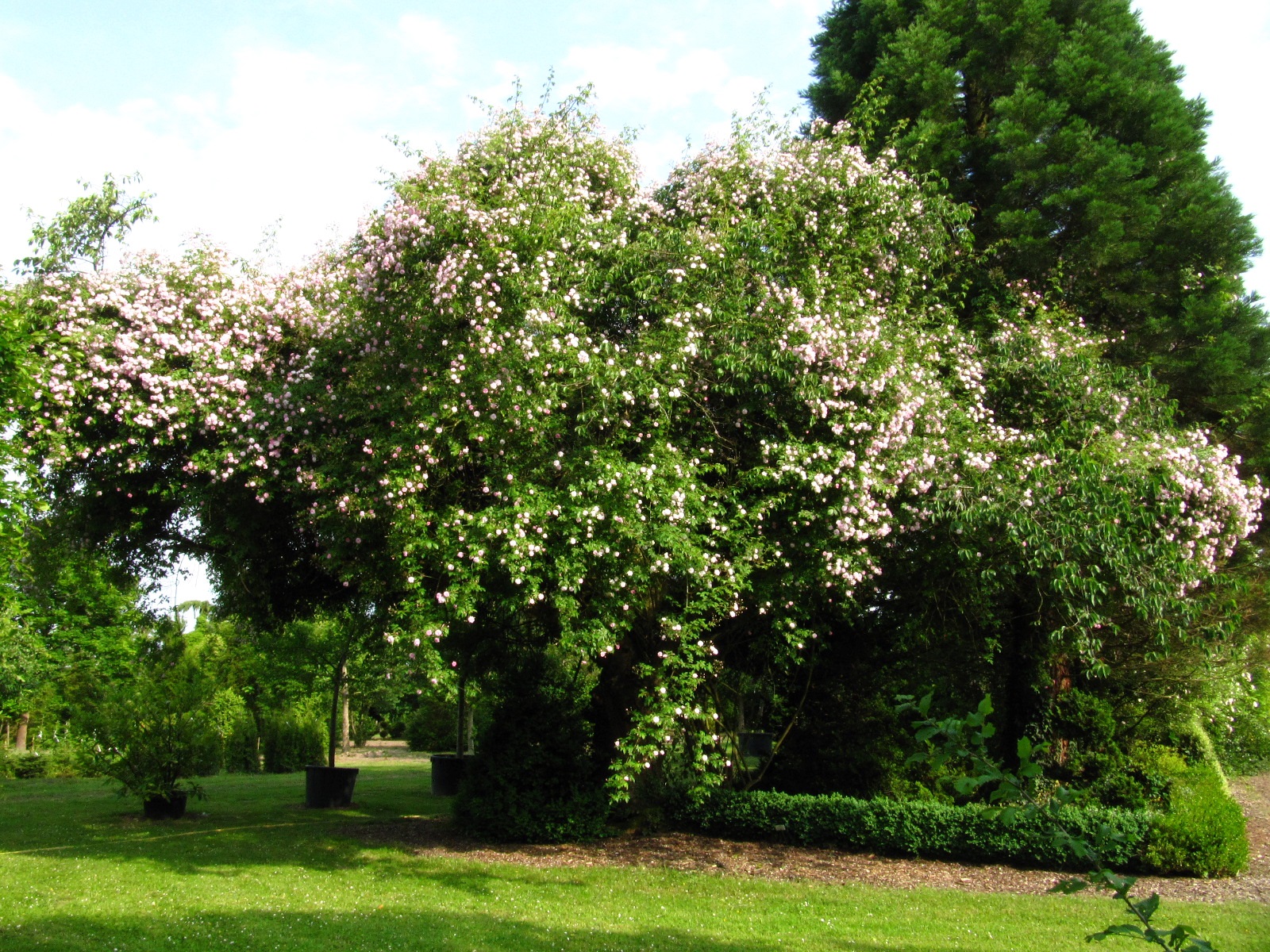 Rambler 'Paul's Himalayan Musk' auf Prunus × yedoensis - Baumschule Wolters Wachendorf - Juni 2025