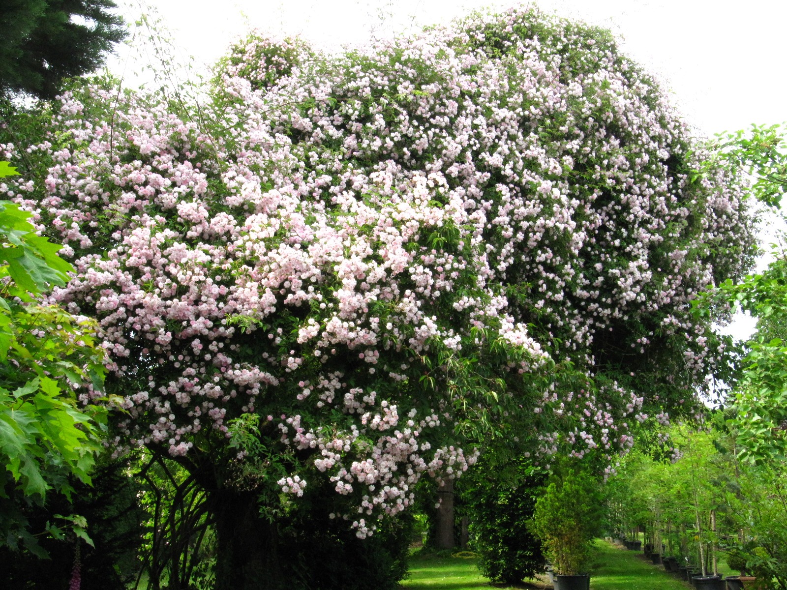 Rambler 'Paul's Himalayan Musk' auf Prunus × yedoensis - Baumschule Wolters Wachendorf - Juni 2025