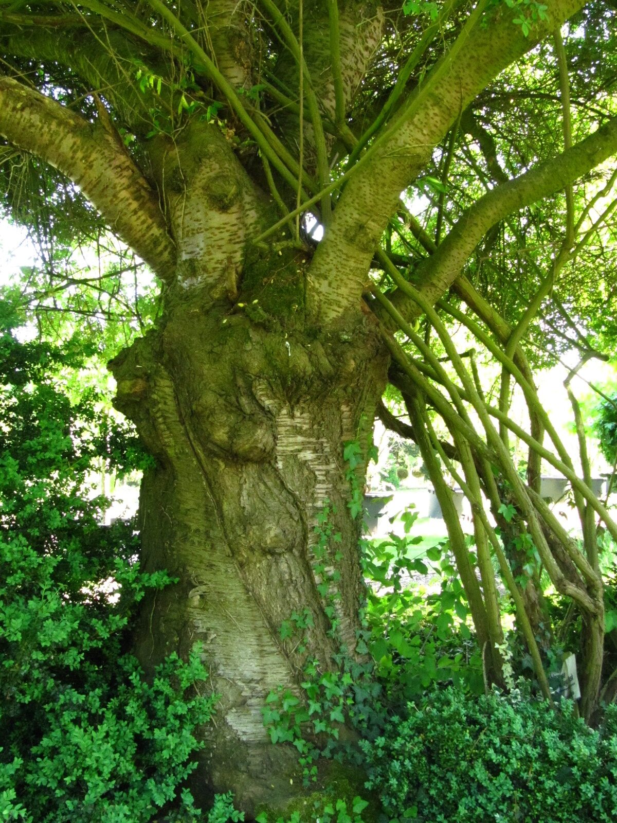 Prunus × yedoensis - Baumschule Wolters Wachendorf - Juni 2025