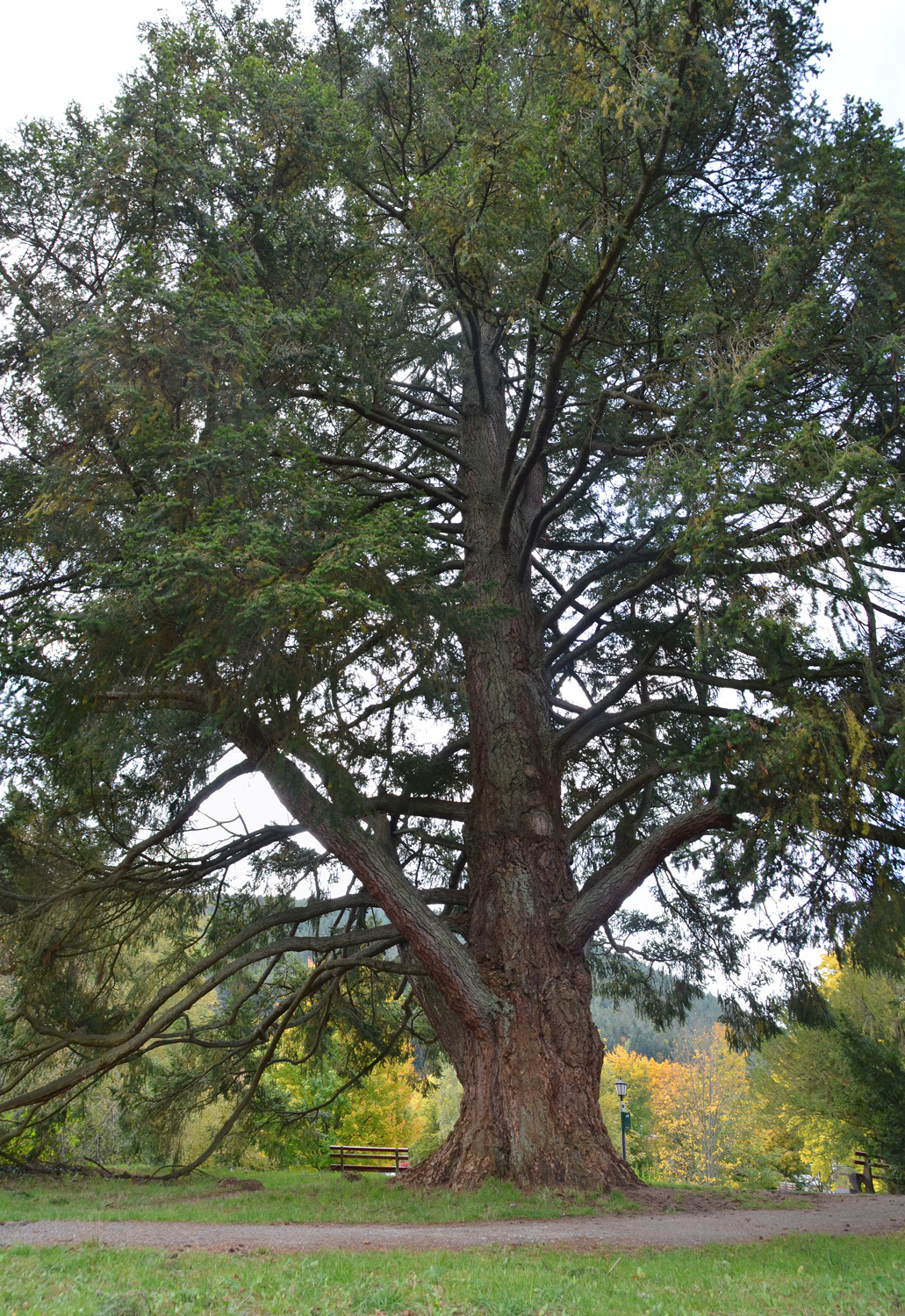 Pseudotsuga menziesii - Enzklösterle - 2020