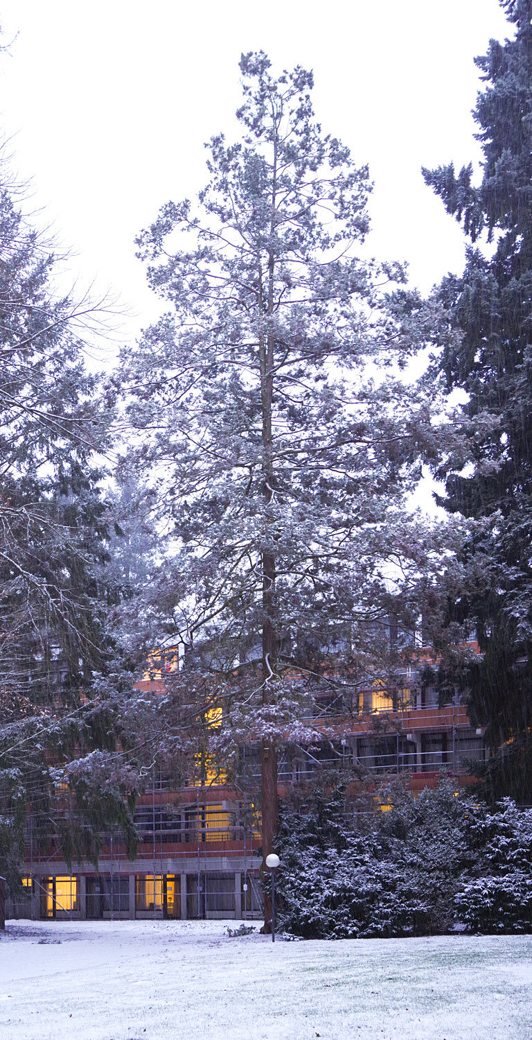 Chamaecyparis pisifera - Bad Belzig - 5. Jan. 2025