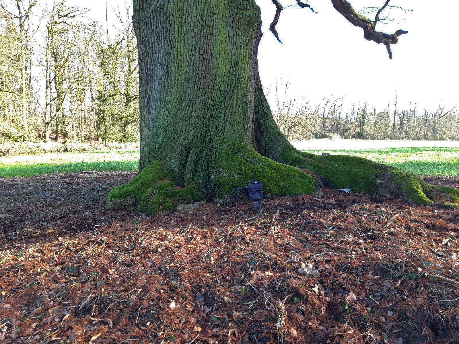 Quercus robur - Haus Caen, Straelen - Febr. 2022