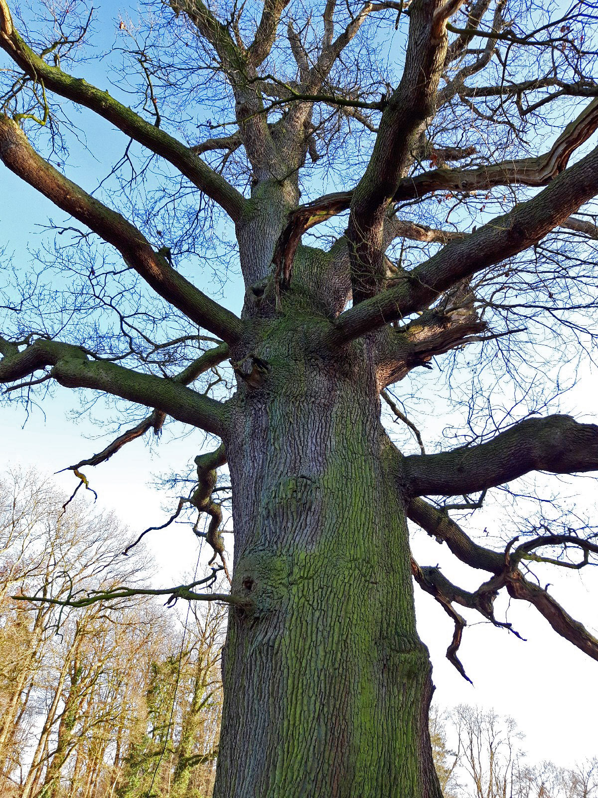 Quercus robur - Haus Caen, Straelen - Febr. 2022