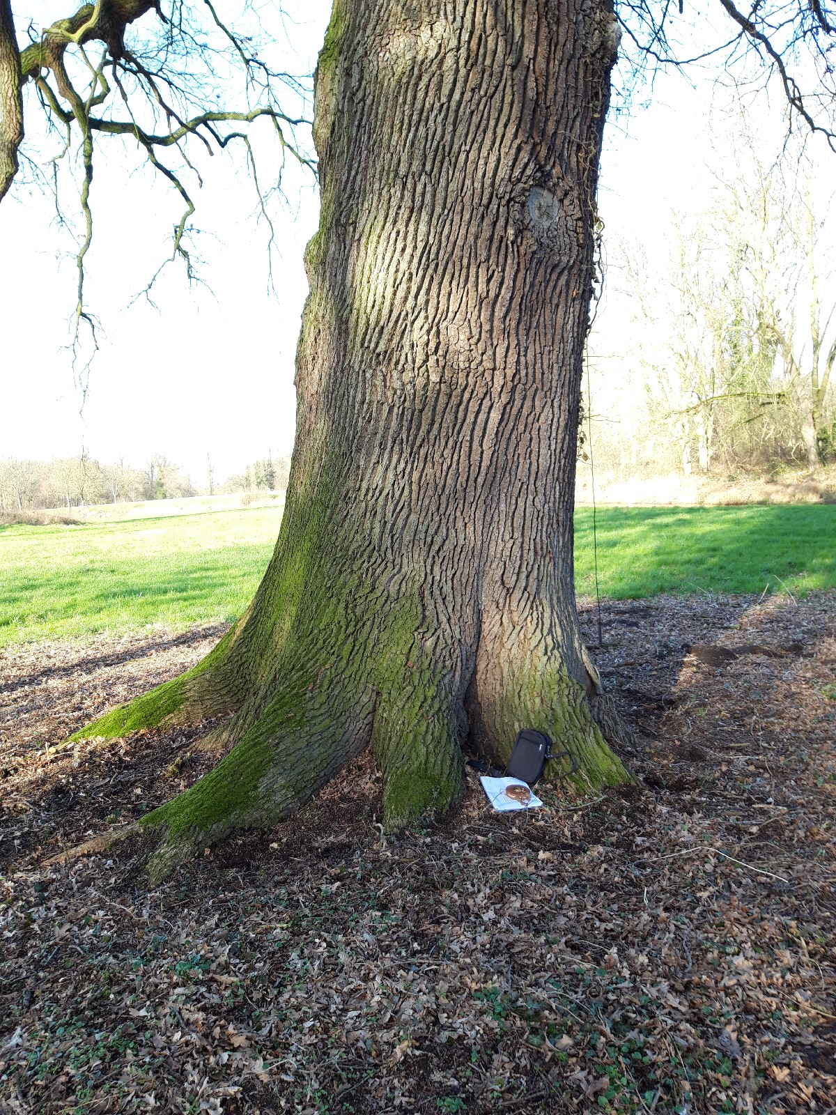 Quercus robur - Haus Caen, Straelen - Febr. 2022