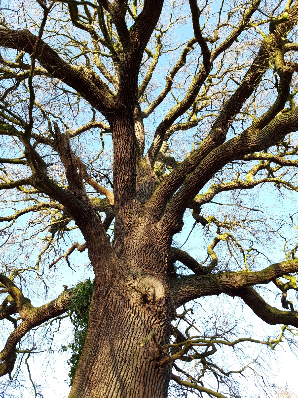 Quercus robur - Haus Caen, Straelen - Febr. 2022