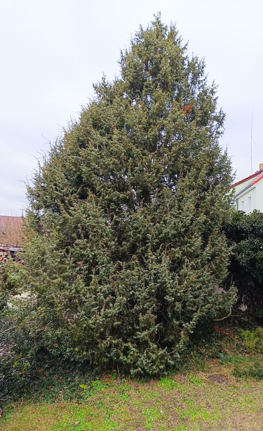 Juniperus oxycedrus - Elsterwerda - Febr. 2025