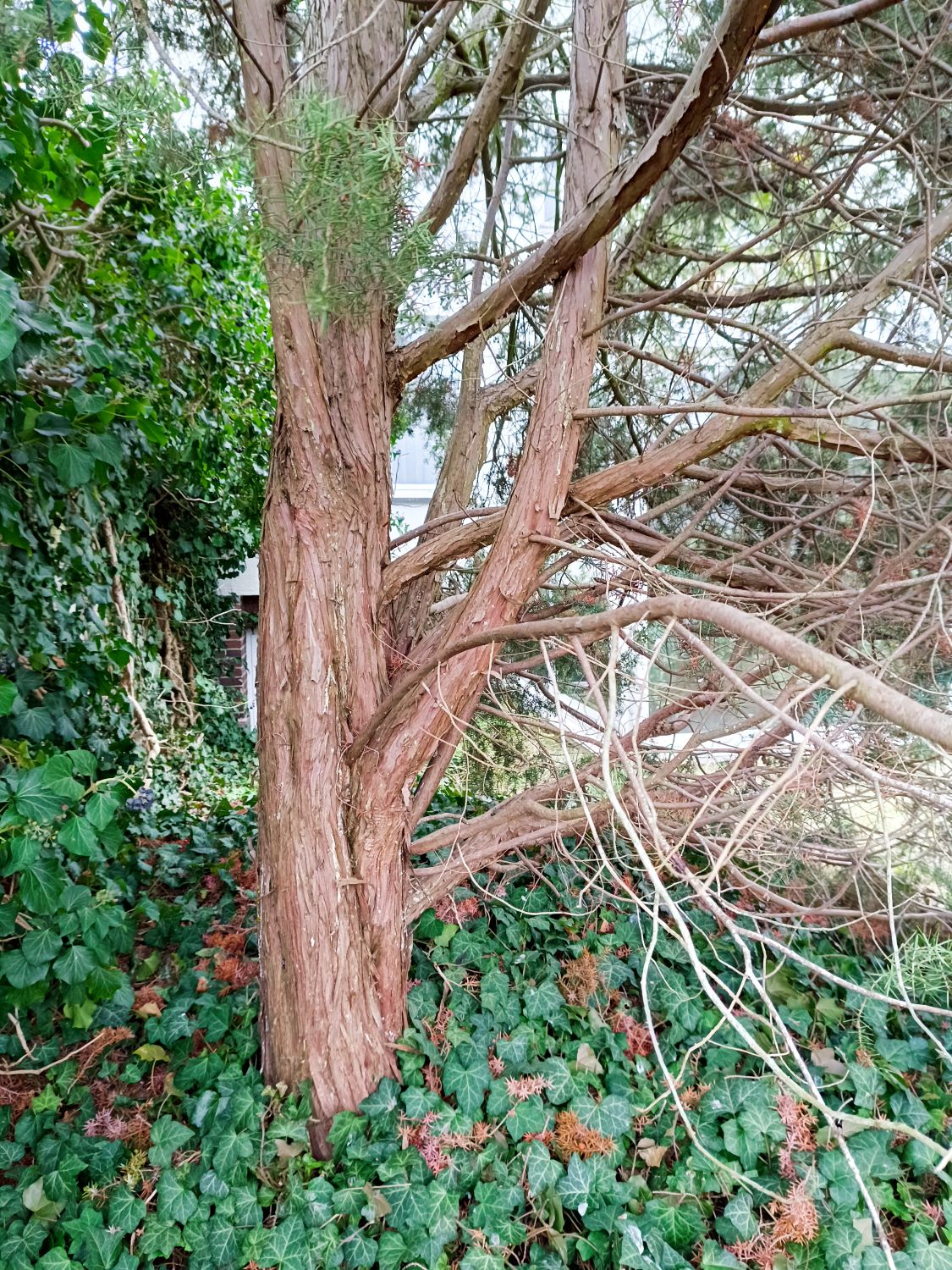 Juniperus oxycedrus - Elsterwerda - Febr. 2025