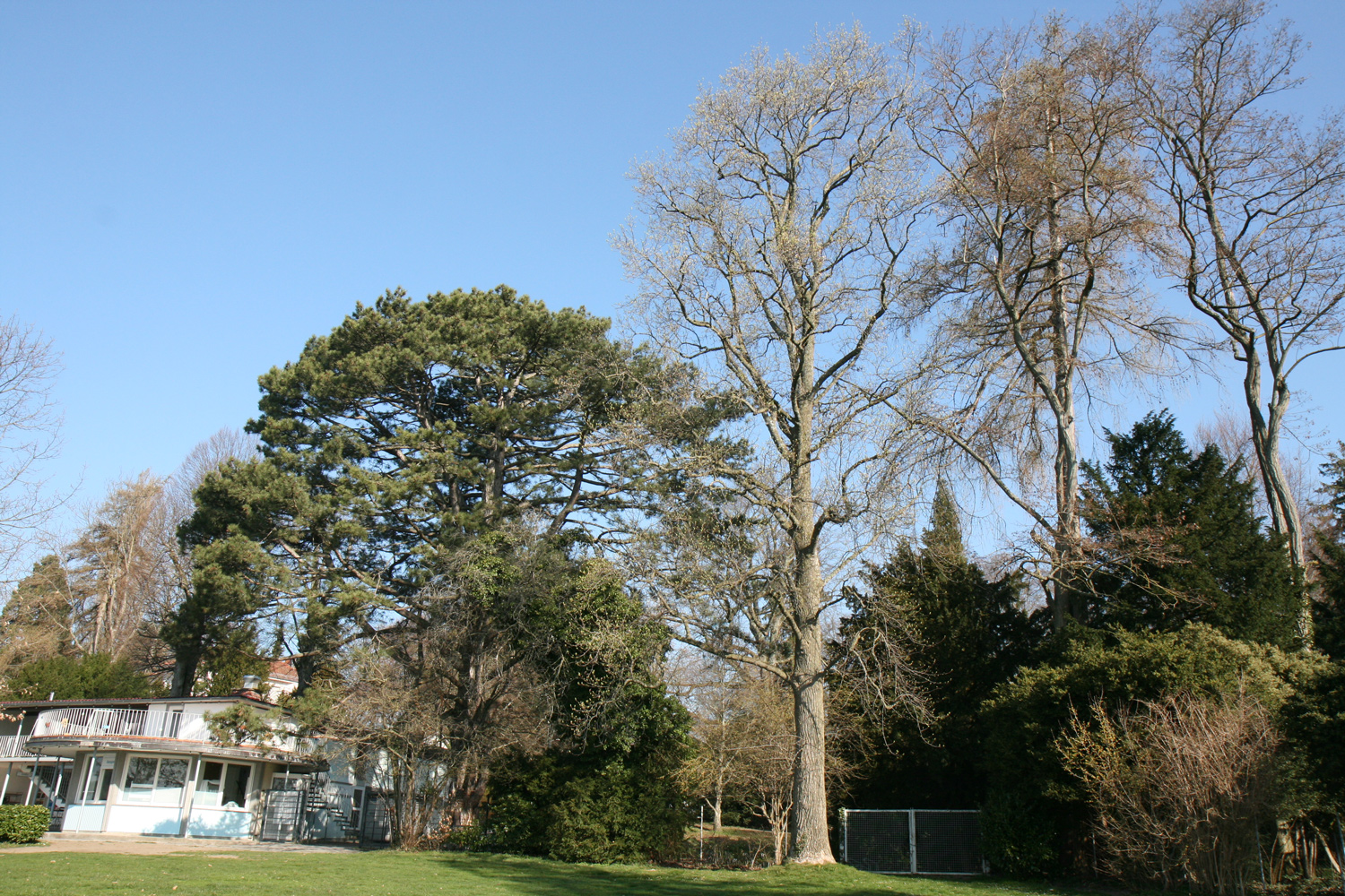 Liriodendron tulipifera auf der Liegewiese im Lindenhofbad - März 2019