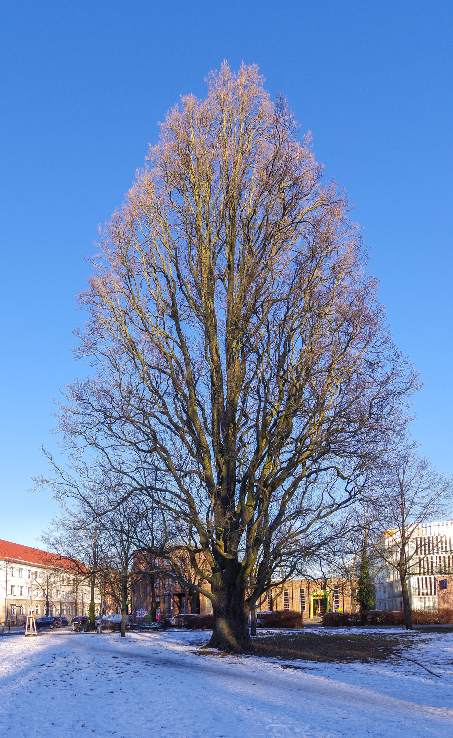 Säulen-Eiche - Potsdam - Februar 2025