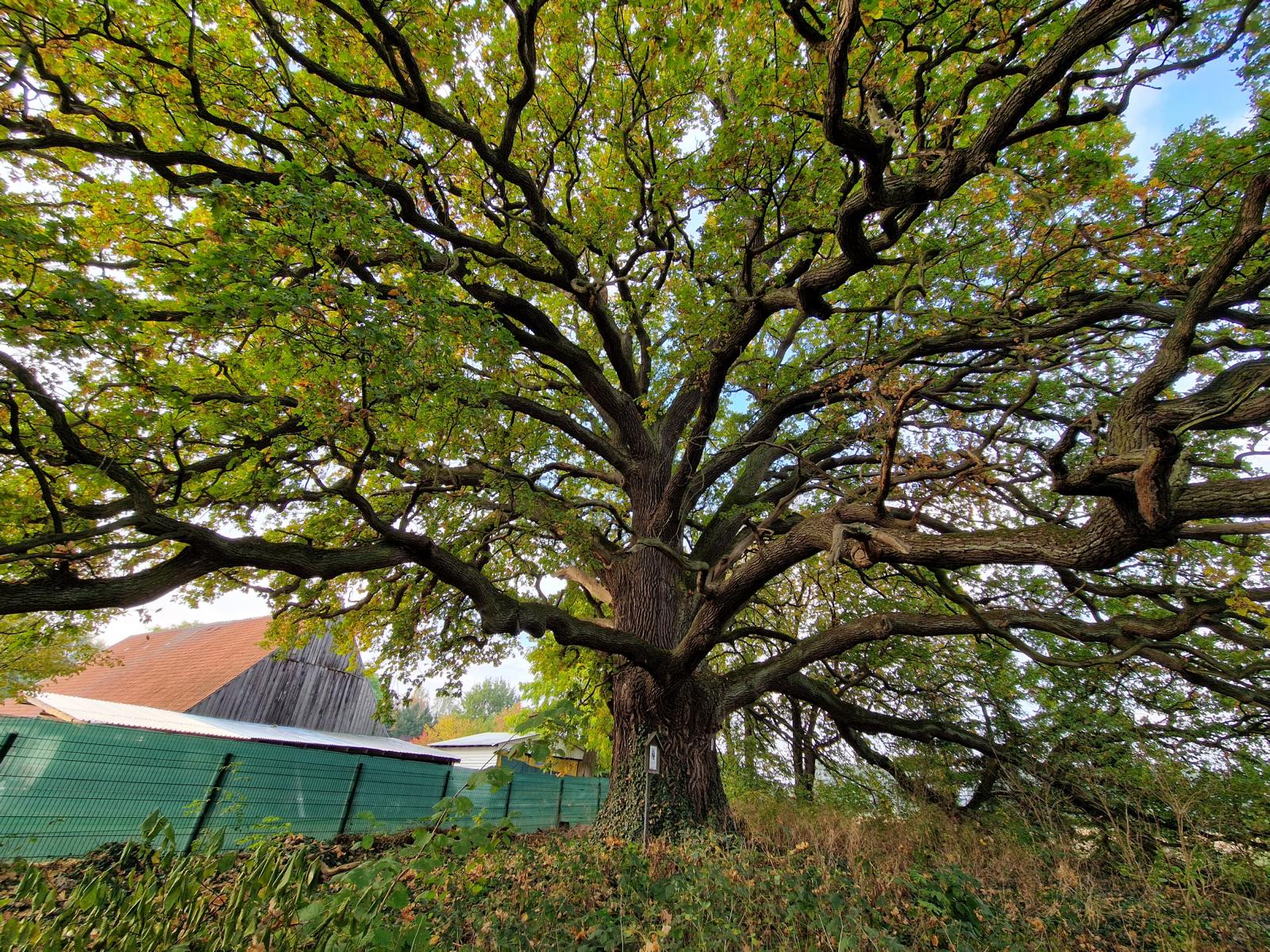 Die Pfarreiche in Klein Lübars bei beginnender Herbstfärbung - Mitte Oktober 2022