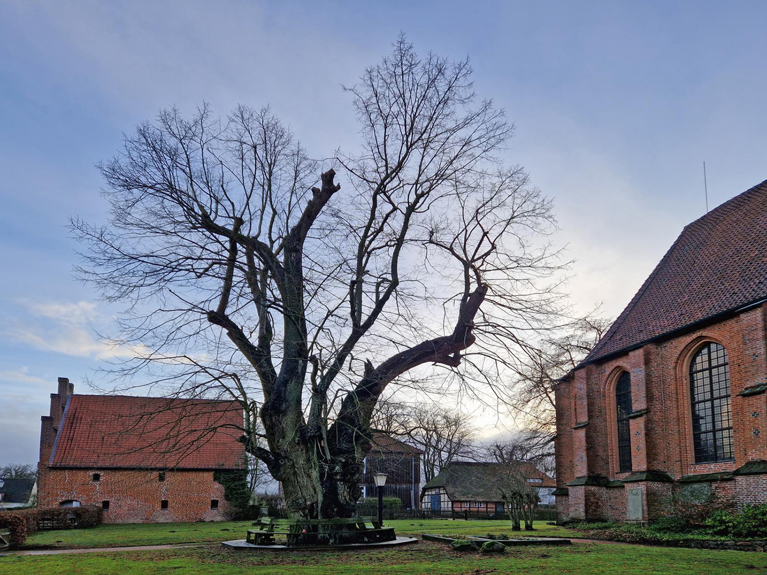 Die Klosterlinde von Isenhagen im Februar 2023