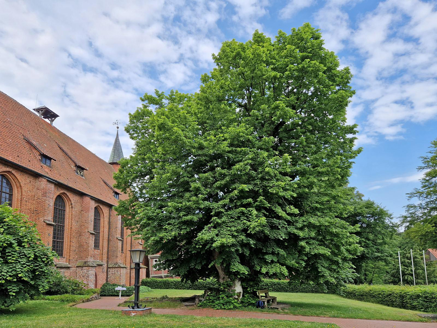 Die Klosterlinde von Isenhagen belaubt im Juni 2023