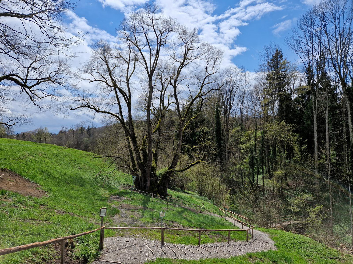 Die Tassilolinde von Wessobrunn im April 2023