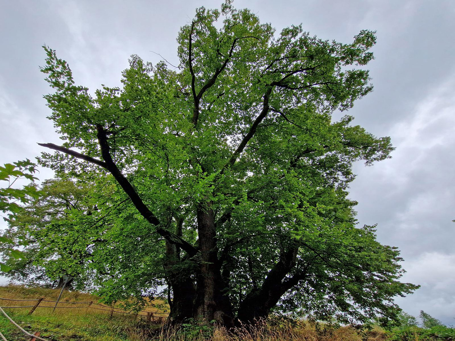 Die Tassilolinde von Wessobrunn im Juli 2023