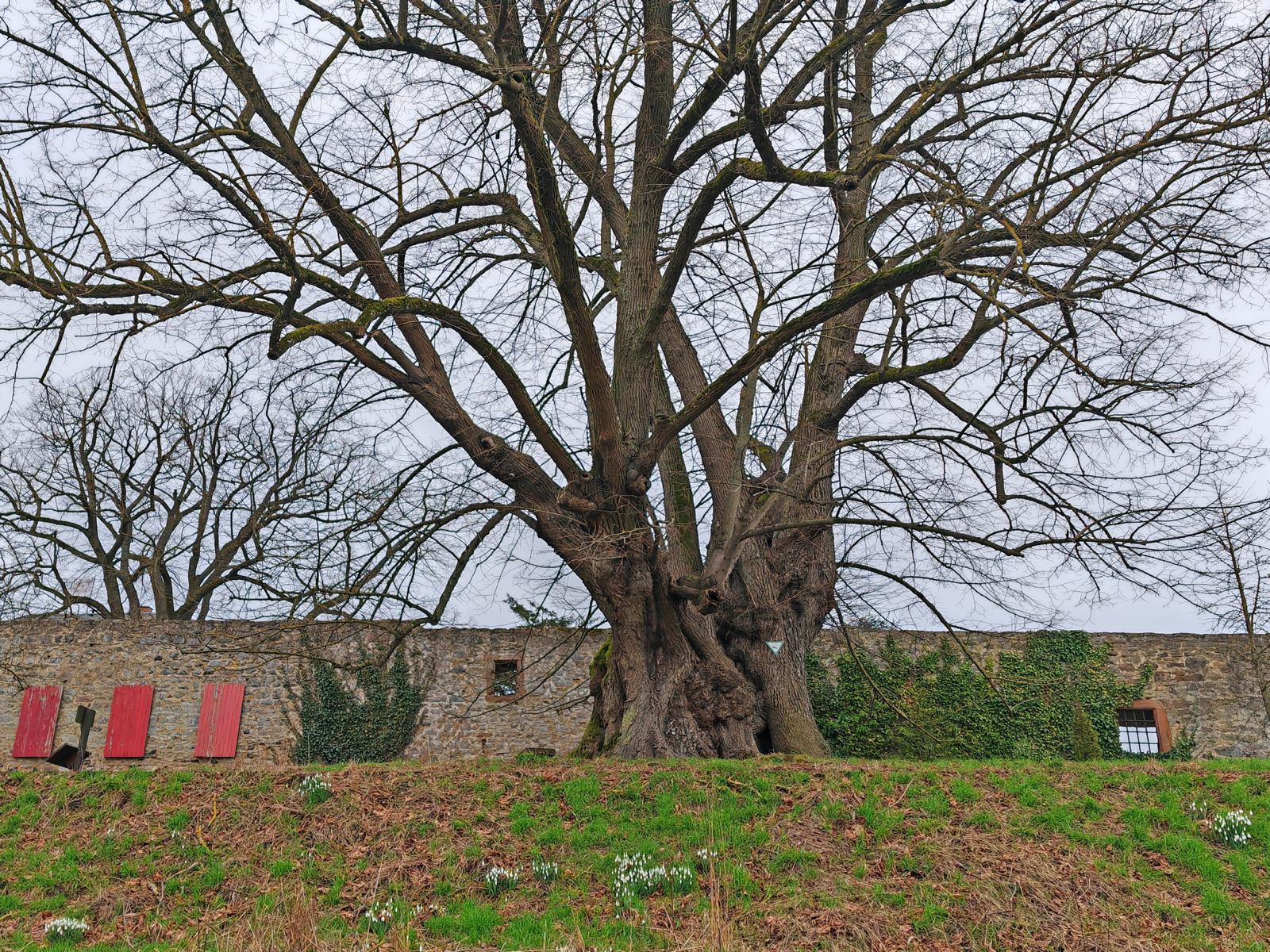 Die Burglinde von Homberg im Februar 2024
