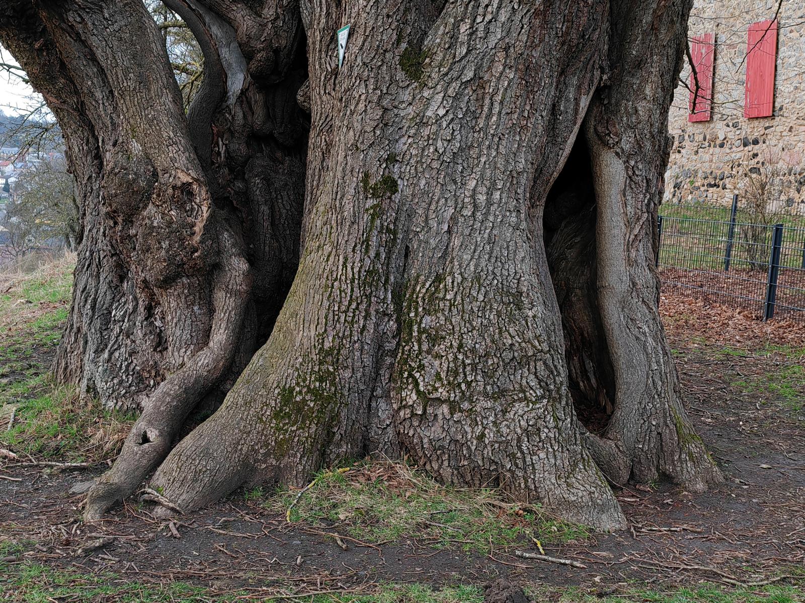 Beim Blick auf die Stammskulptur ist zu erkennen, wie der Hohle Baum zu seinen Namen kam (Februar 2024)