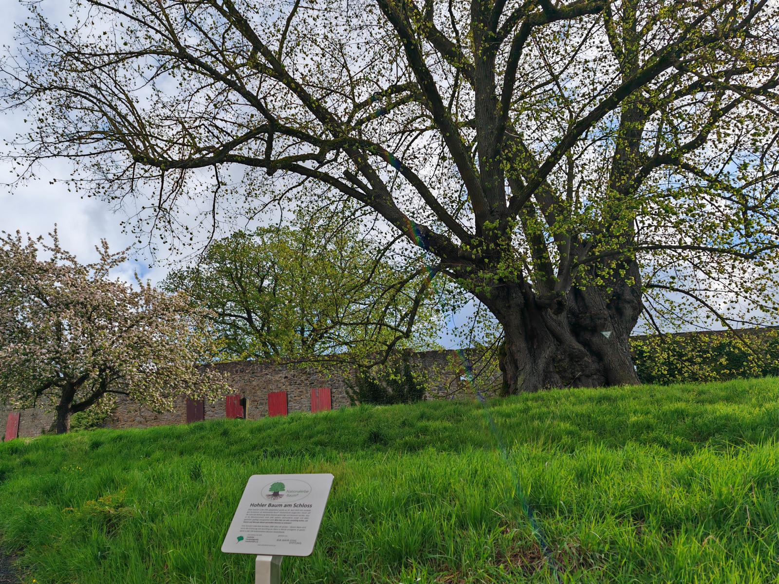 Der Hohle Baum beim Frühjahrsaustrieb im April 2024