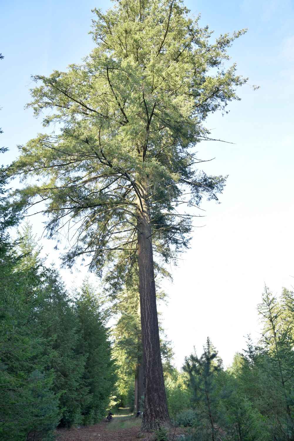Pseudotsuga menziesii - Parchim, Sonnenberge - August 2019