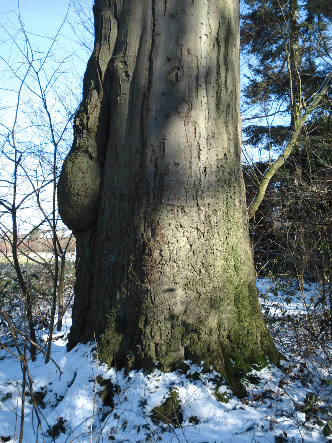 Rot-Buche, Gesamtansicht - Neuss-Vogelsang - Januar 2024