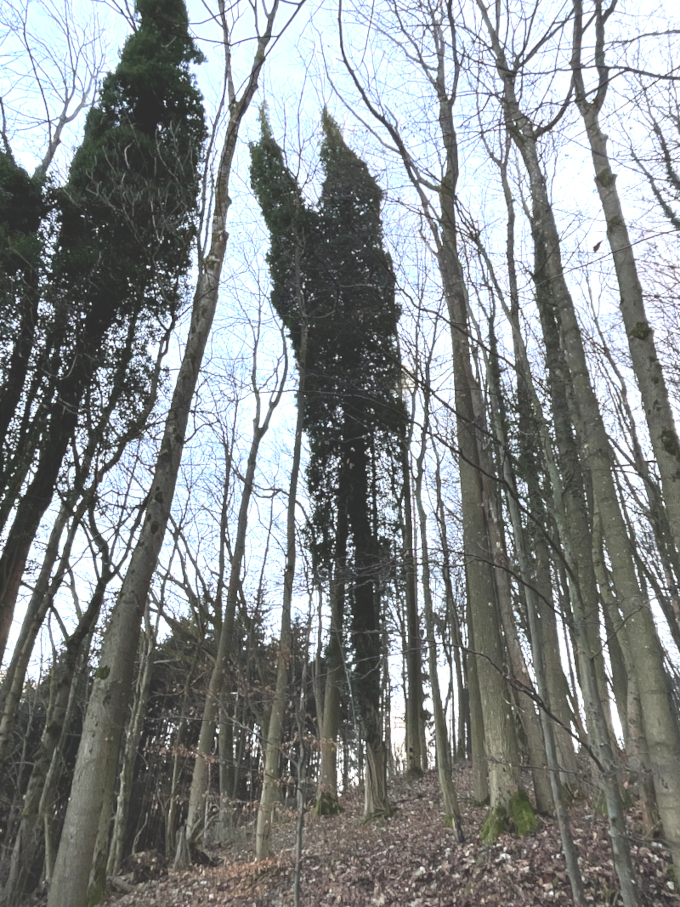 Hedera helix - Happurg-Kainsbach - Jan. 2025