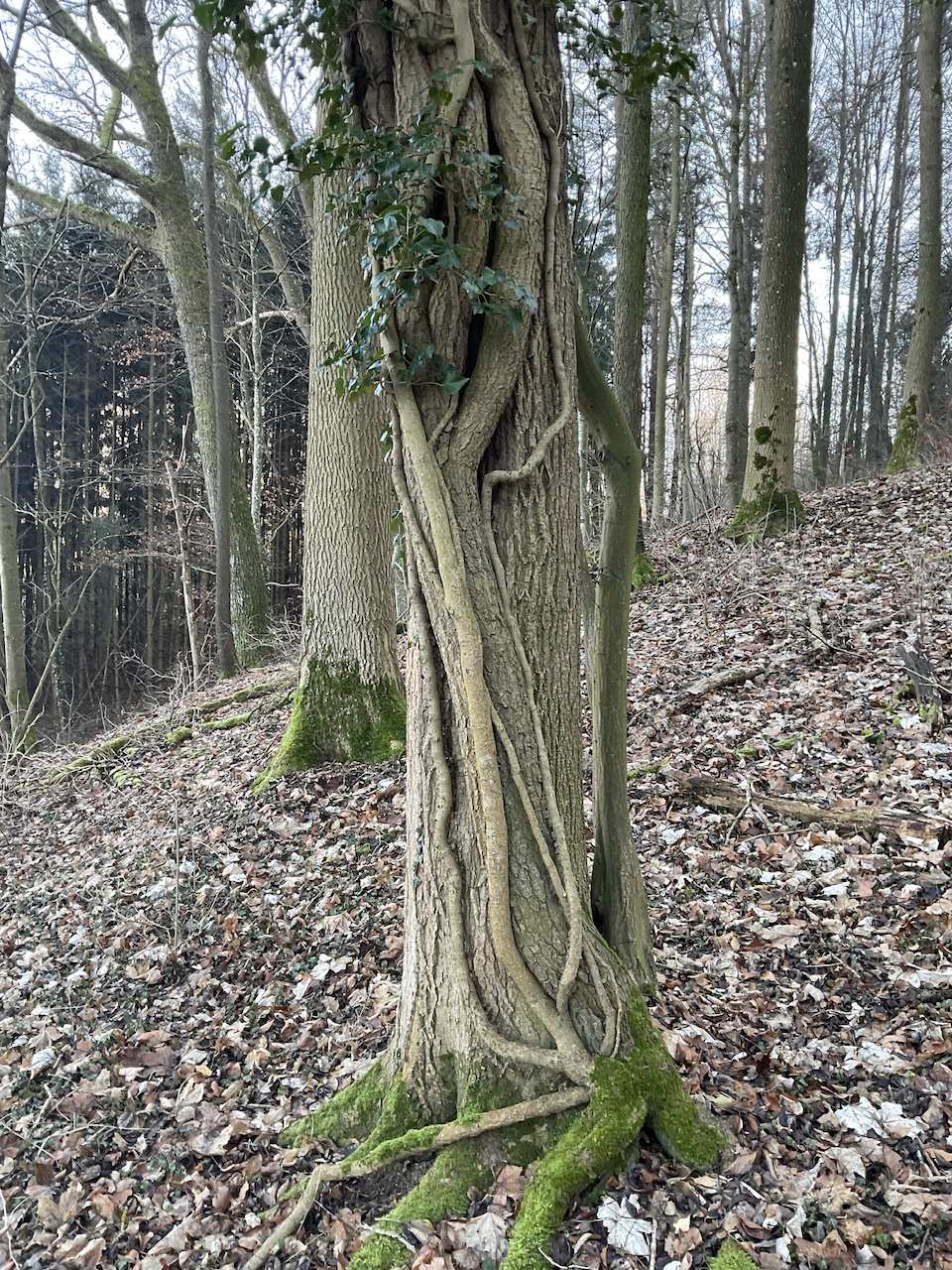 Hedera helix - Happurg-Kainsbach - Jan. 2025