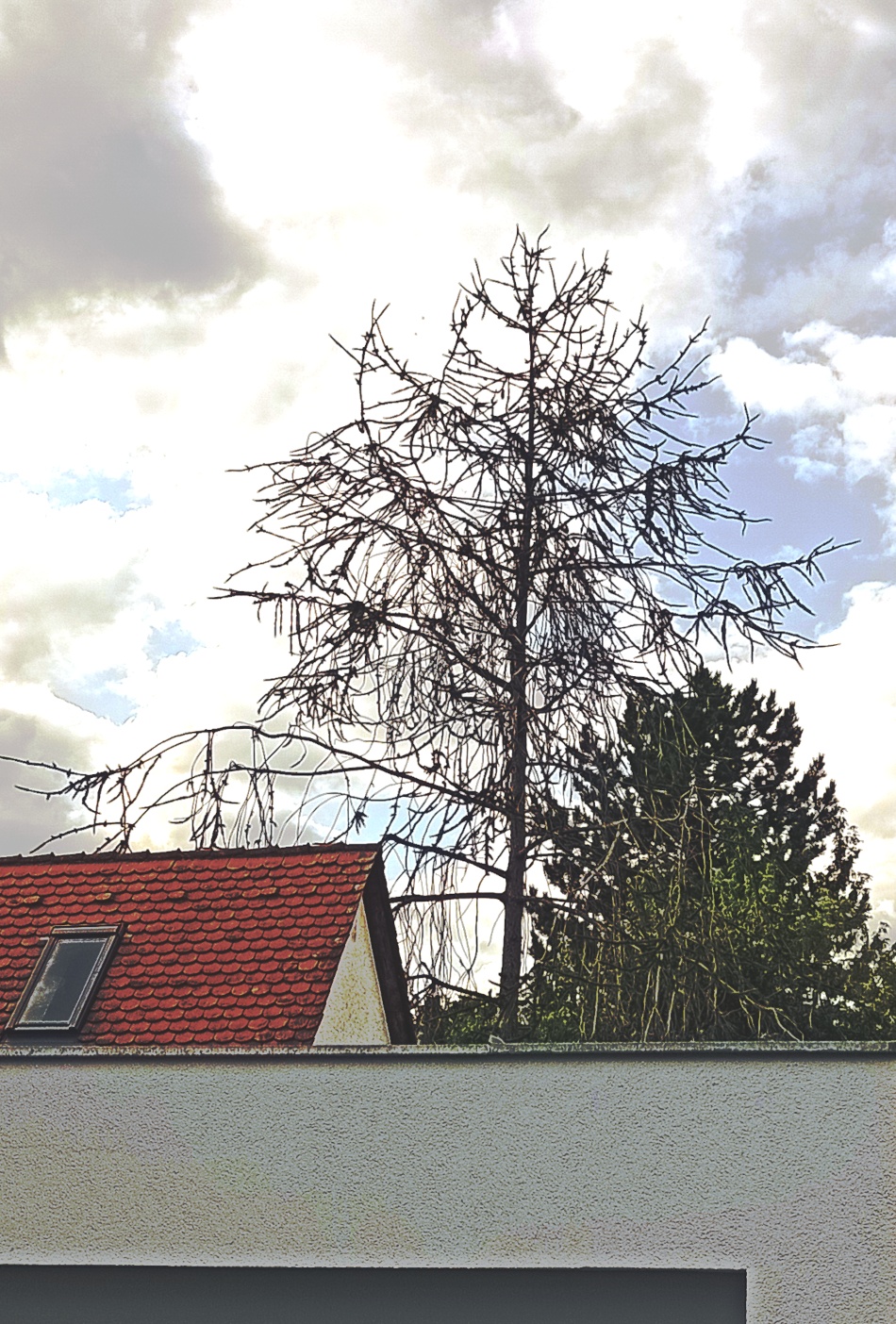 Picea abies 'Virgata' - Nürnberg-Kettelersiedlung - Juli 2024