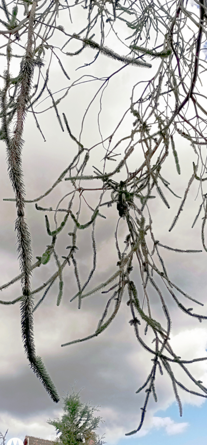 Picea abies 'Virgata' - Nürnberg-Kettelersiedlung - Juli 2024