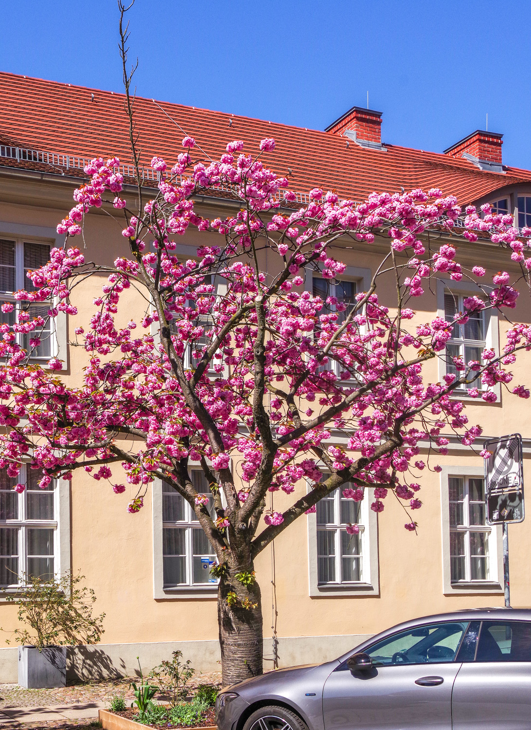 Prunus serrulata 'Kanzan' - Potsdam - April 2025