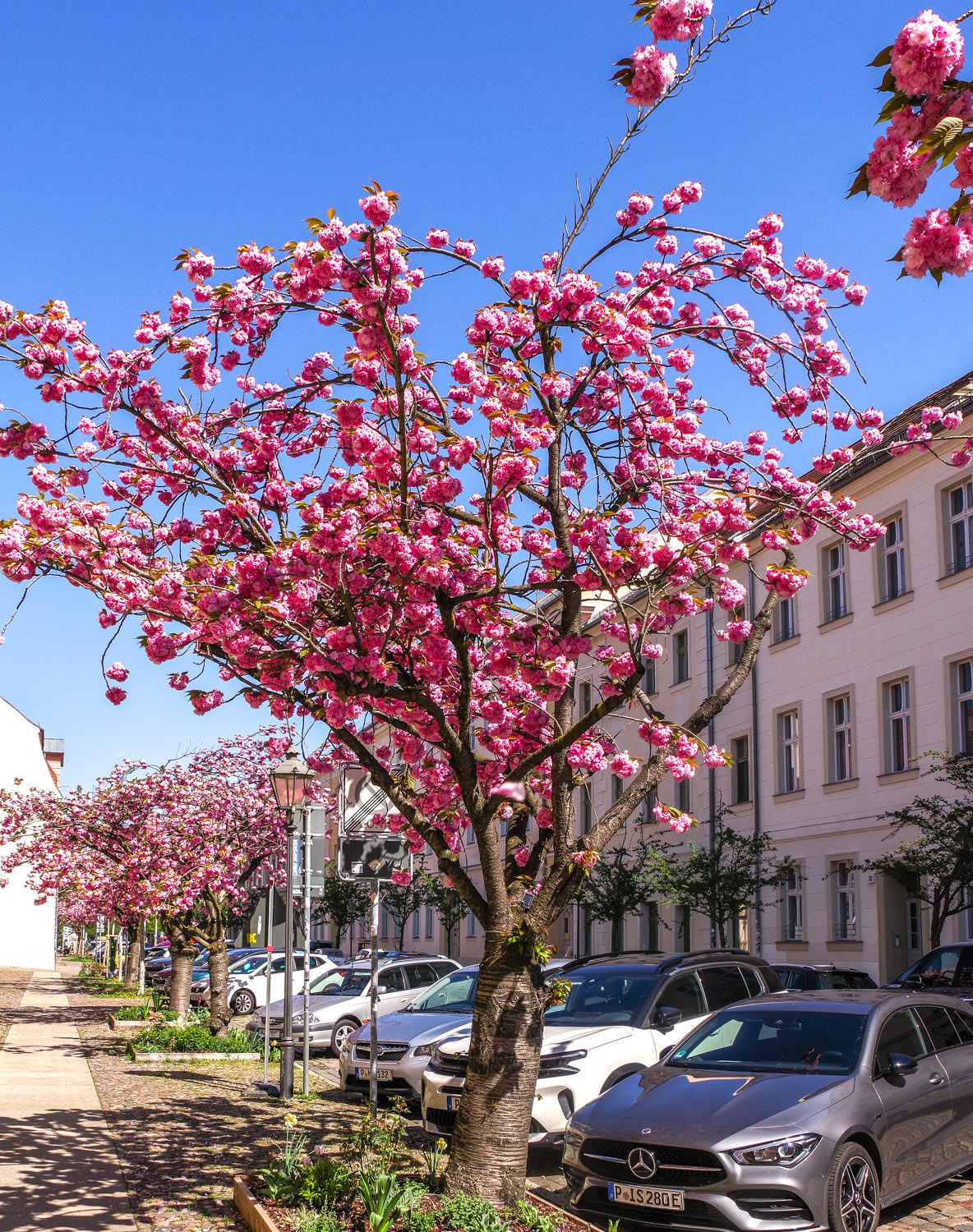 Prunus serrulata 'Kanzan' - Potsdam - April 2025